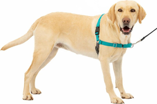 PetSafe Easy Walk No-Pull Dog Harness - The Ultimate to Help Stop Pulling Take Control & Teach Better Leash Manners Helps Prevent Pets on Walks Large, Teal ThEverest